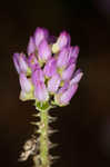 Curtiss' milkwort